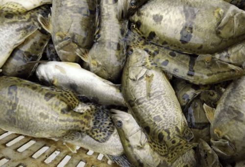 推進配合飼料替代餌料魚，淺談鱖魚養殖新趨勢與破解之道