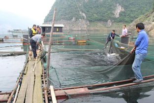 中國漁業政務網 規范管理驅動畜牧漁業飼料安全與創新